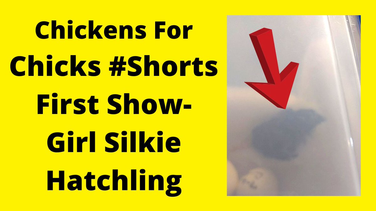 Chickens4Chicks's tweet photo. Very First Showgirl Hatchling #shorts
https://t.co/cGqohsQFLE
#showgirlsilkie #showgirlsilkiehatching #hatchling https://t.co/y0uIAbkTTn