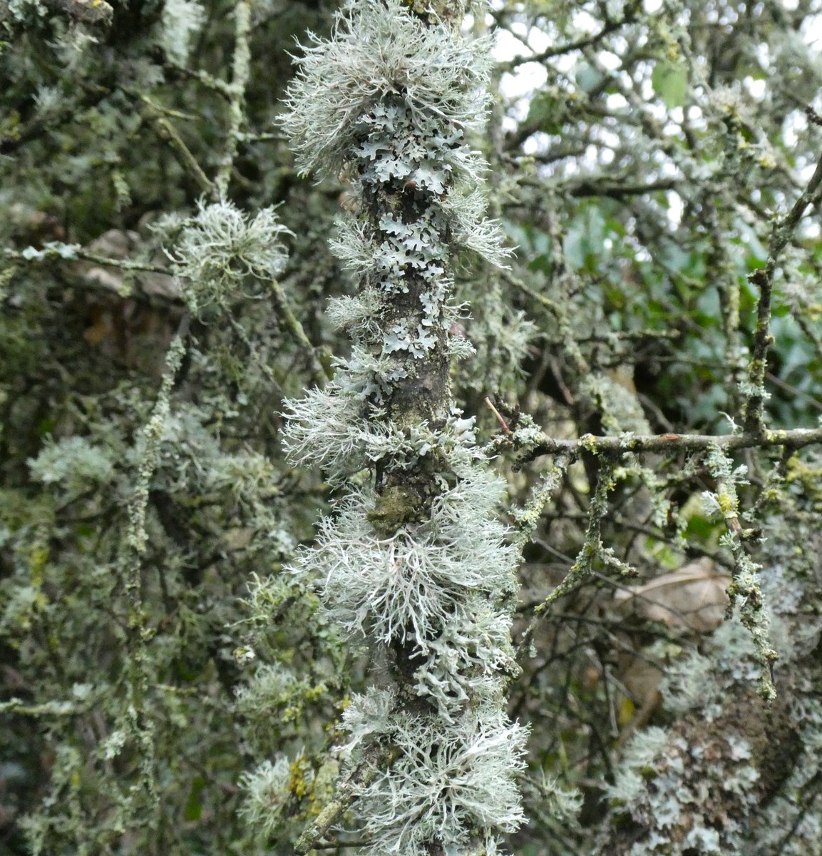 Beatrice Groves tweet media