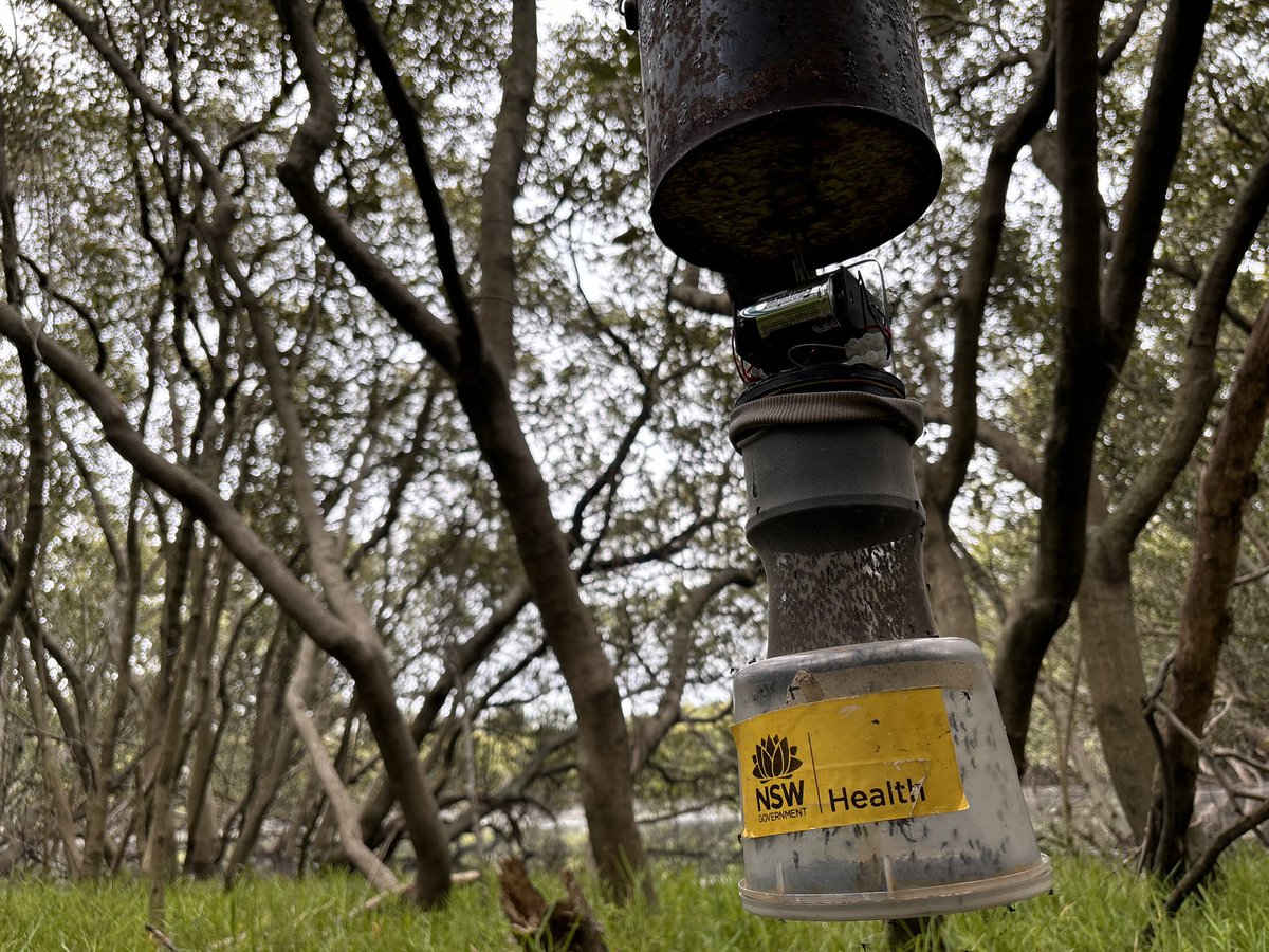Dr Cameron Webb (@mozziebites) on Twitter photo Big jump in activity of saltmarsh mosquitoes (Aedes vigilax) around coastal wetlands over recent days. If you’re heading out camping, bushwalking, fishing (or just celebrating NYE), make sure you pack some insect repellent! 🦟 Big jump in activity of saltmarsh mosquitoes (Aedes vigilax) around coastal wetlands over recent days. If you’re heading out camping, bushwalking, fishing (or just celebrating NYE), make sure you pack some insect repellent! 🦟