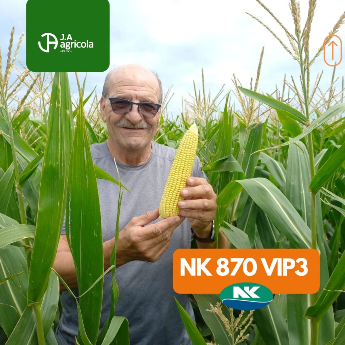 🙋🏼 Fermín desde 📍Sanford
Lotes de MAÍZ de > VYL SA
🌽 NK 870 VIP3 <a href="/NKSemillas/">NK Semillas</a>
Lote tratado con tecnología <a href="/Syngenta_ar/">Syngenta Argentina</a>
> Amistar Xtra
> Megafol
Cerrando un año a puro #Maíz 
#JAAgrícola +25Años