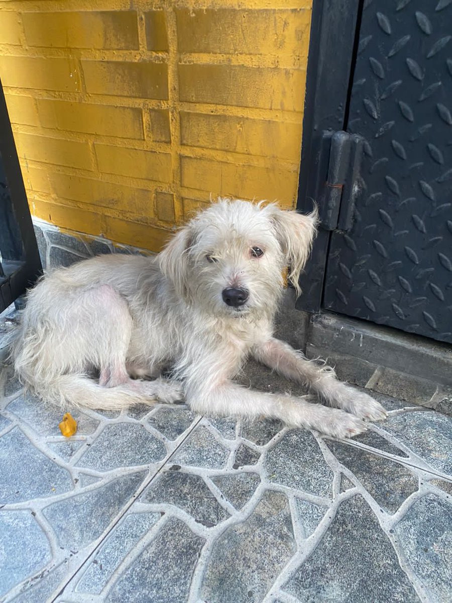 gracon27's tweet photo. #Caracas
#VistaAlegre🚨🚨🚨🚨🚨
 Este perrito está en la calle 2 de Vista Alegre, está como perdido, agradezco dar full difusion a este mensaje para dar con su familia.🐶🙏🏻💔🥹
Es dócil y super noble, es importante rodar esta información por todas las redes sociales. https://t.co/uQoJzEDxPm