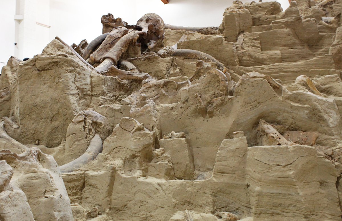 Happy #MammothMonday!