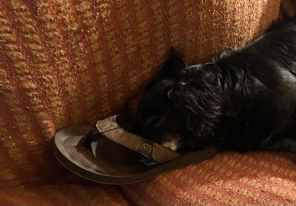 This shoe was probably brought to the couch as a chew toy and then a better use for it was discovered.