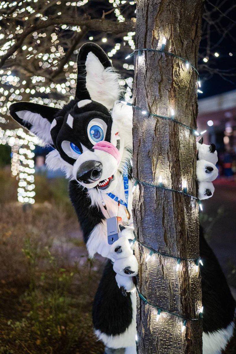 As this is the last #MoreFurLessMonday of 2024, I hope everyone is having a wonderful holiday season and I wish you all a Happy New Year!

📸: <a href="/houndsytooth/">HØUNDS</a> 
🪡: <a href="/MoreFurLess/">More Fur Less</a> 

#MFF2024