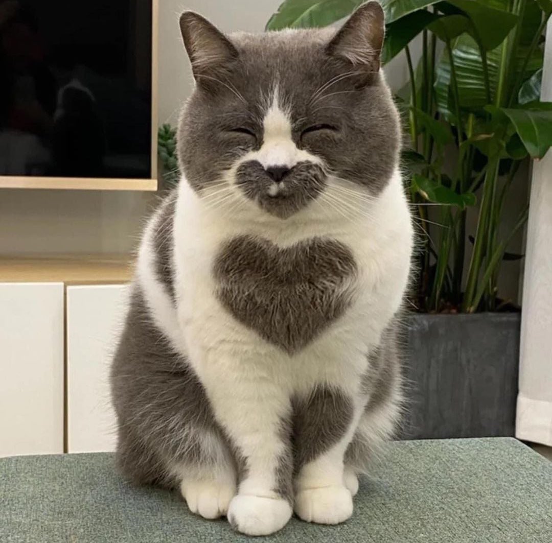 Oksii ✚ 🇺🇦 tweet media