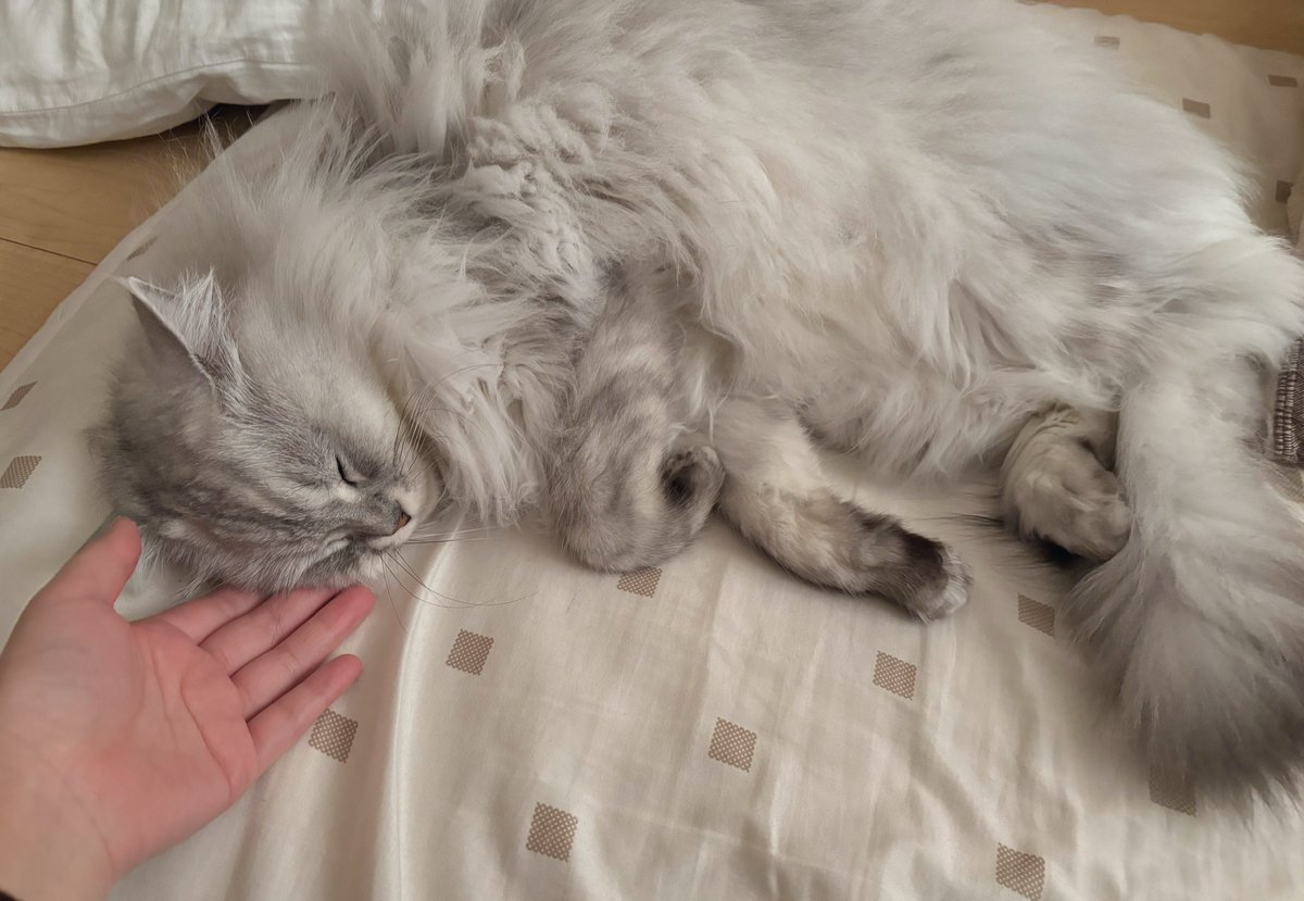 shupisupi_nyan's tweet photo. 年末なので猫チャンもお寝坊さん https://t.co/K9Sw4ovBsZ