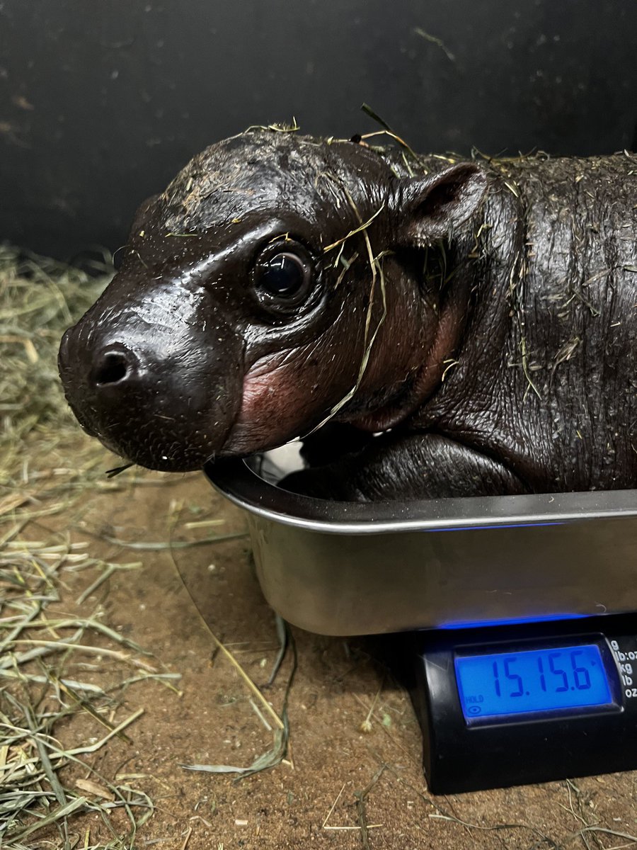 metrorhmdzoo's tweet image. Less than 24 hours left to cast your vote to name our pygmy hippo! 35,000+ votes have been submitted, &amp;amp; we are down to the final moments. 🦛

The poll closes 12/31 at 2 PM est. If no name gets over 50%, there will be a revote with the top 2. 

VOTE 🗳️: shorturl.at/YfA3e