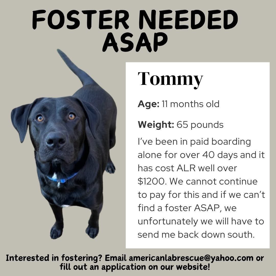KellyMoore1586's tweet photo. Can someone please help this sweet boy?! #AdoptDontShop #FostersSaveLives #fureverhome #NewYear2025 @stoolpresidente https://t.co/WY1AtbilZr
