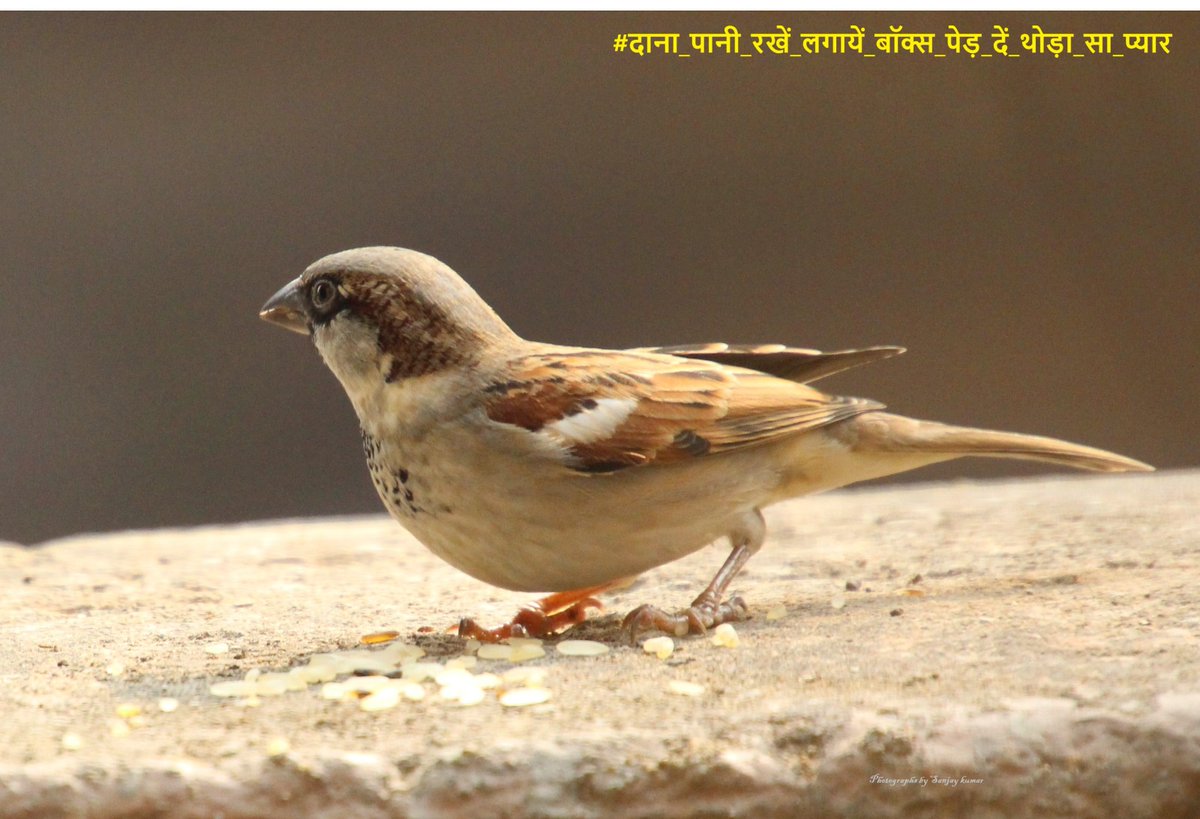 dillipkdeheri's tweet photo. #गौरैया #हमारी_गौरैया_सबकी_गौरैया
#save_sparrow
#sparrow 🐥
#SavePlanet_SaveLife
#save_nature
🌳🌴🏝️🌏
@DEFCCOfficial
@moefcc
@NishantRanja
🐥📸@sanjaykumar_iis https://t.co/GOUuIpah1B