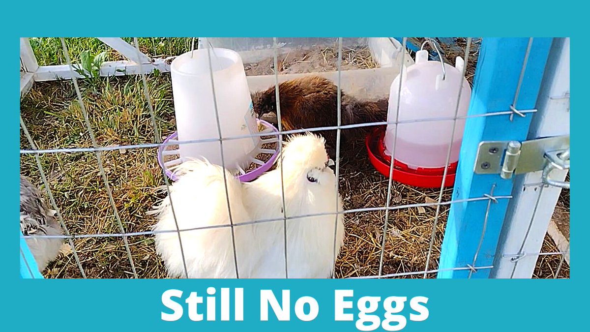 Chickens4Chicks's tweet photo. Silkie Chicken Video Check in With The Babies
https://t.co/JExMbsF7pI
#silkierooster #silkiechicken #frizzlechicken #ChickensForChicks #ChickendaleAR #Chickendale #CFC https://t.co/tKnGXpceSV