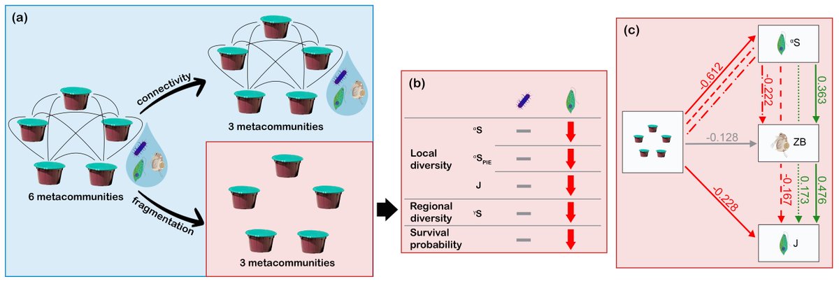 Global Change Biology (@globalchangebio) on Twitter photo OUT NOW
Connectivity Loss in Experimental Pond Networks Leads to Biodiversity Loss in Microbial Metacommunities
📄 buff.ly/3BMrnJR
<a href="/schneiderbea/">Szabó Beáta</a> <a href="/VaczyMate/">Váczy-Földi Máté</a> <a href="/Zsofia_Horvath1/">Zsófia Horváth</a> <a href="/hhuong152/">Thu-Hương Huỳnh</a> <a href="/palffy_karoly/">Karoly Palffy</a> <a href="/CsabaVad1/">Csaba Vad</a> <a href="/ZsuzsiMrton/">Zsuzsi Márton</a> <a href="/Adam_Fierpasz/">Adam Fierpasz</a> OUT NOW
Connectivity Loss in Experimental Pond Networks Leads to Biodiversity Loss in Microbial Metacommunities
📄 buff.ly/3BMrnJR
<a href="/schneiderbea/">Szabó Beáta</a> <a href="/VaczyMate/">Váczy-Földi Máté</a> <a href="/Zsofia_Horvath1/">Zsófia Horváth</a> <a href="/hhuong152/">Thu-Hương Huỳnh</a> <a href="/palffy_karoly/">Karoly Palffy</a> <a href="/CsabaVad1/">Csaba Vad</a> <a href="/ZsuzsiMrton/">Zsuzsi Márton</a> <a href="/Adam_Fierpasz/">Adam Fierpasz</a>