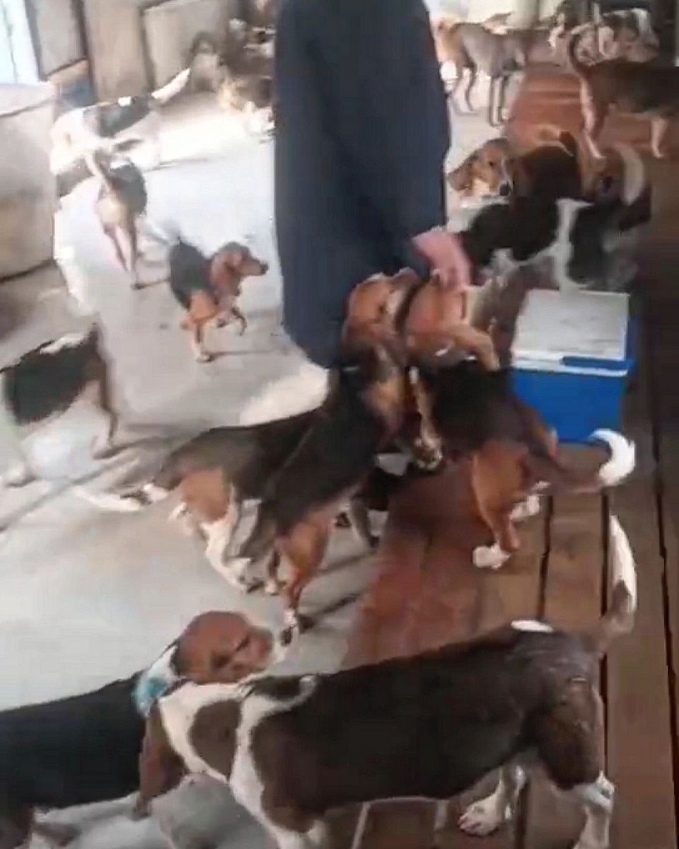 beaglefreedom's tweet image. Help us bring these 55 beagles home! They need critical care now— your help is urgently needed. ❤️‍🩹🩺

👉Visit:  love.bfp.org/campaign/bring…
👉Venmo/Cashapp: @beaglefreedom 
👉PayPal: paypal.com/us/fundraiser/…

#beaglefreedomproject
 #beaglefreedom #bfp #freethebeagles #endanimaltesting