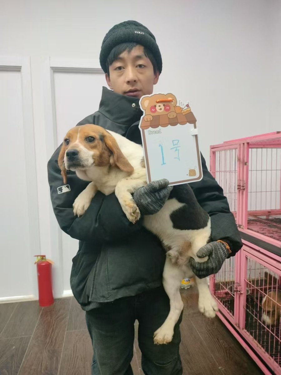 beaglefreedom's tweet image. Help us bring these 55 beagles home! They need critical care now— your help is urgently needed. ❤️‍🩹🩺

👉Visit:  love.bfp.org/campaign/bring…
👉Venmo/Cashapp: @beaglefreedom 
👉PayPal: paypal.com/us/fundraiser/…

#beaglefreedomproject
 #beaglefreedom #bfp #freethebeagles #endanimaltesting