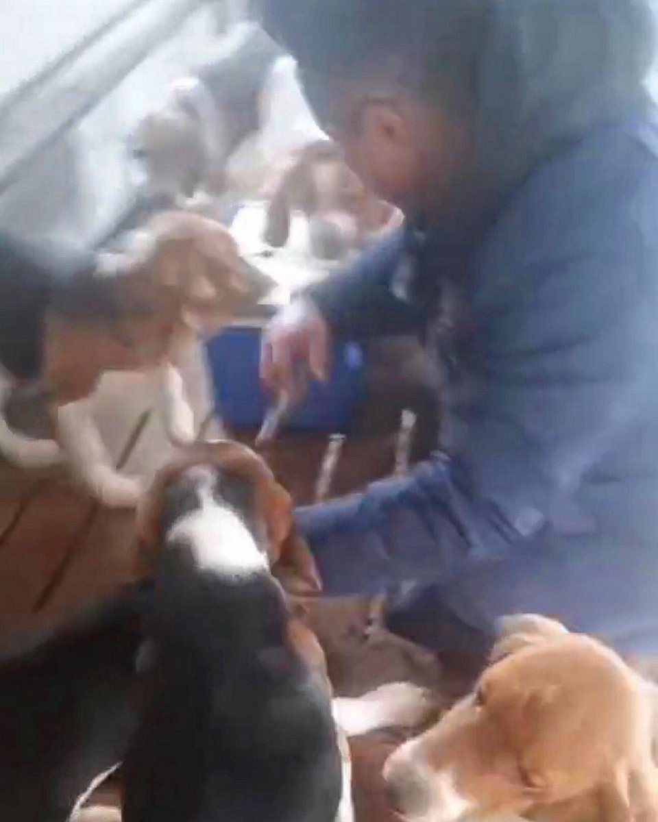 beaglefreedom's tweet image. Help us bring these 55 beagles home! They need critical care now— your help is urgently needed. ❤️‍🩹🩺

👉Visit:  love.bfp.org/campaign/bring…
👉Venmo/Cashapp: @beaglefreedom 
👉PayPal: paypal.com/us/fundraiser/…

#beaglefreedomproject
 #beaglefreedom #bfp #freethebeagles #endanimaltesting