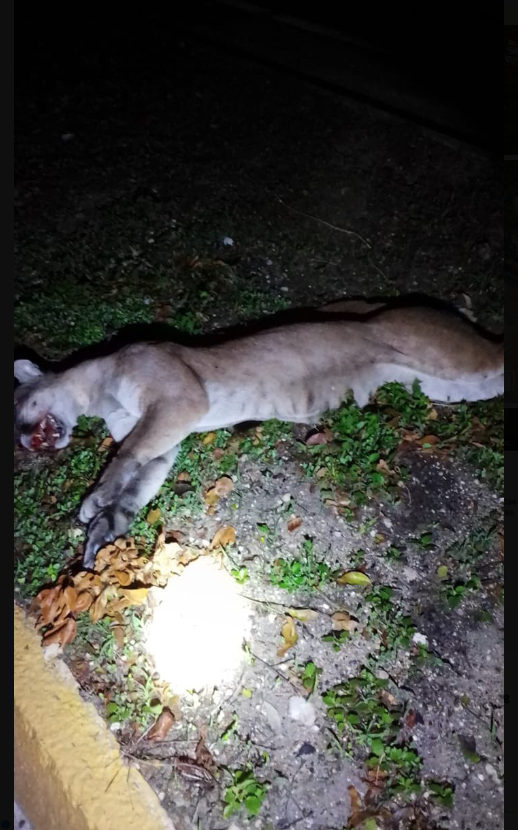 MarthaluzCadena's tweet photo. ¡El Tren maya es el infierno para los animales que viven en la selva! https://t.co/tdhpHMMf3w