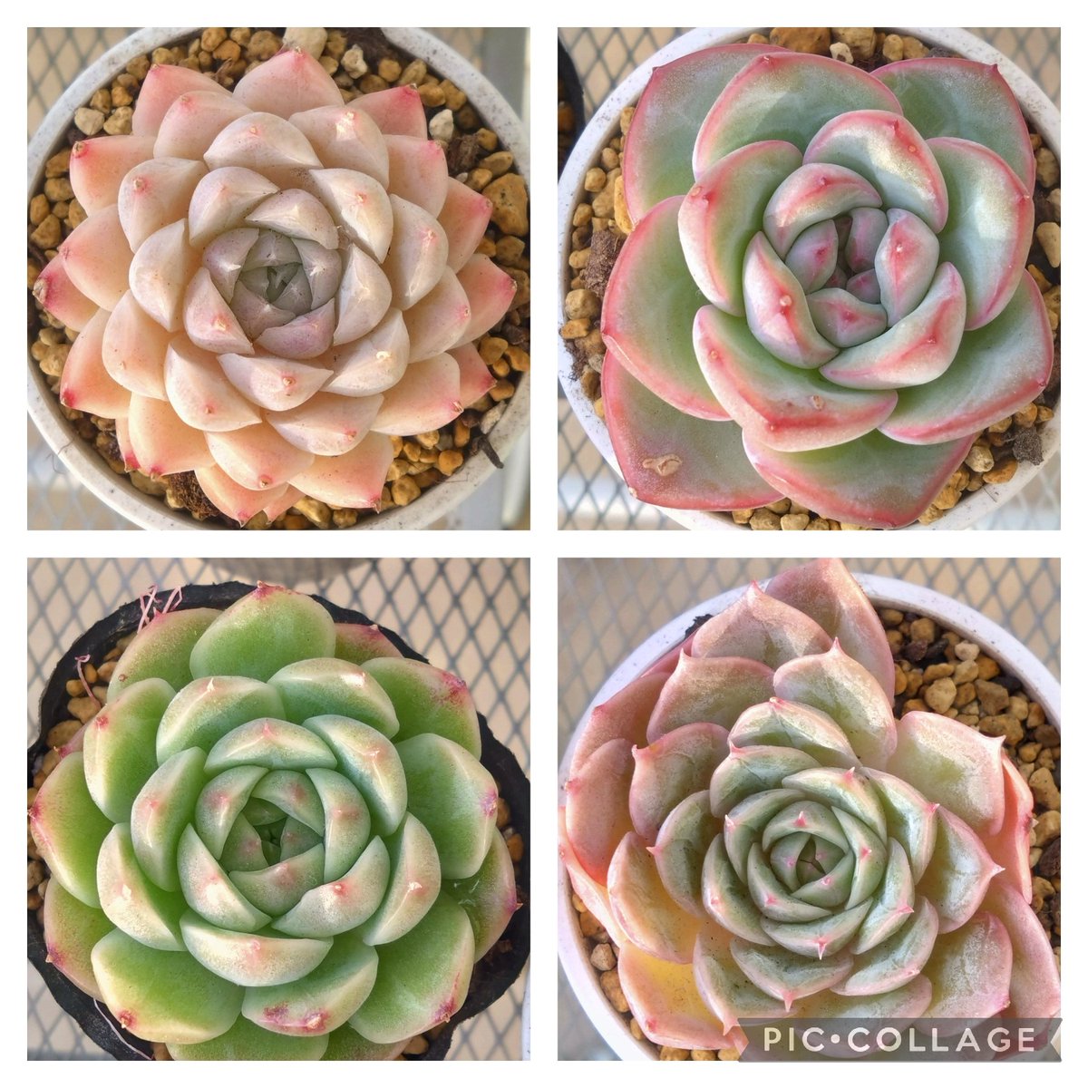 専用ページです。他の方はお買い上げになりませぬよう❤️多肉植物 多肉植物（多肉アンさん）静鈴 4cmポット苗 - メルカリ
