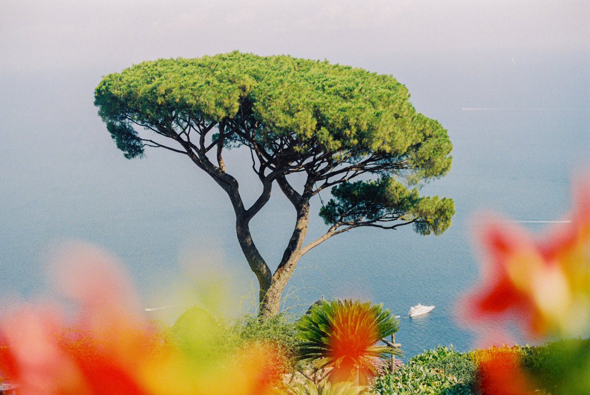 jadeastephens's tweet photo. Garden views on the Amalfi coast 💫 https://t.co/4IwCo03Y7q