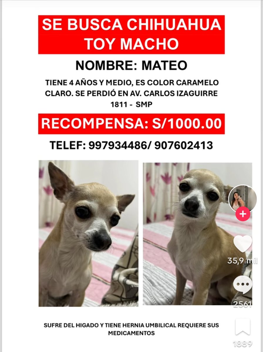 danegamez's tweet photo. Se perdió hace 3 meses pero su dueña no deja de buscarlo. 
A estas alturas podría estar en cualquier distrito de Lima. 
Les ruego no dejemos sola su dueña, descarga la imagen y compártela en todas tus redes sociales https://t.co/93ItChZb3y
