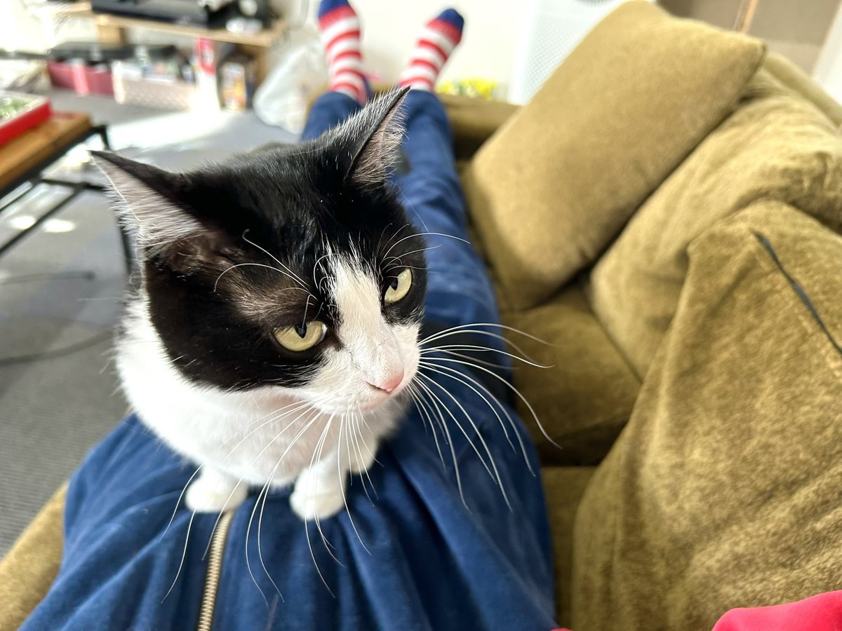 昨日で仕事納めはしましたが猫納めなんてものはないので出社。本日会長