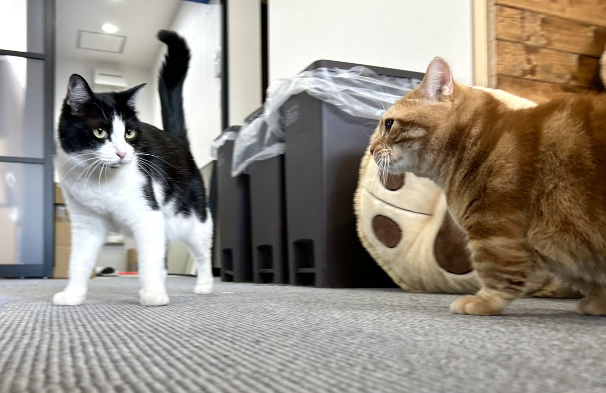 昨日で仕事納めはしましたが猫納めなんてものはないので出社。本日会長