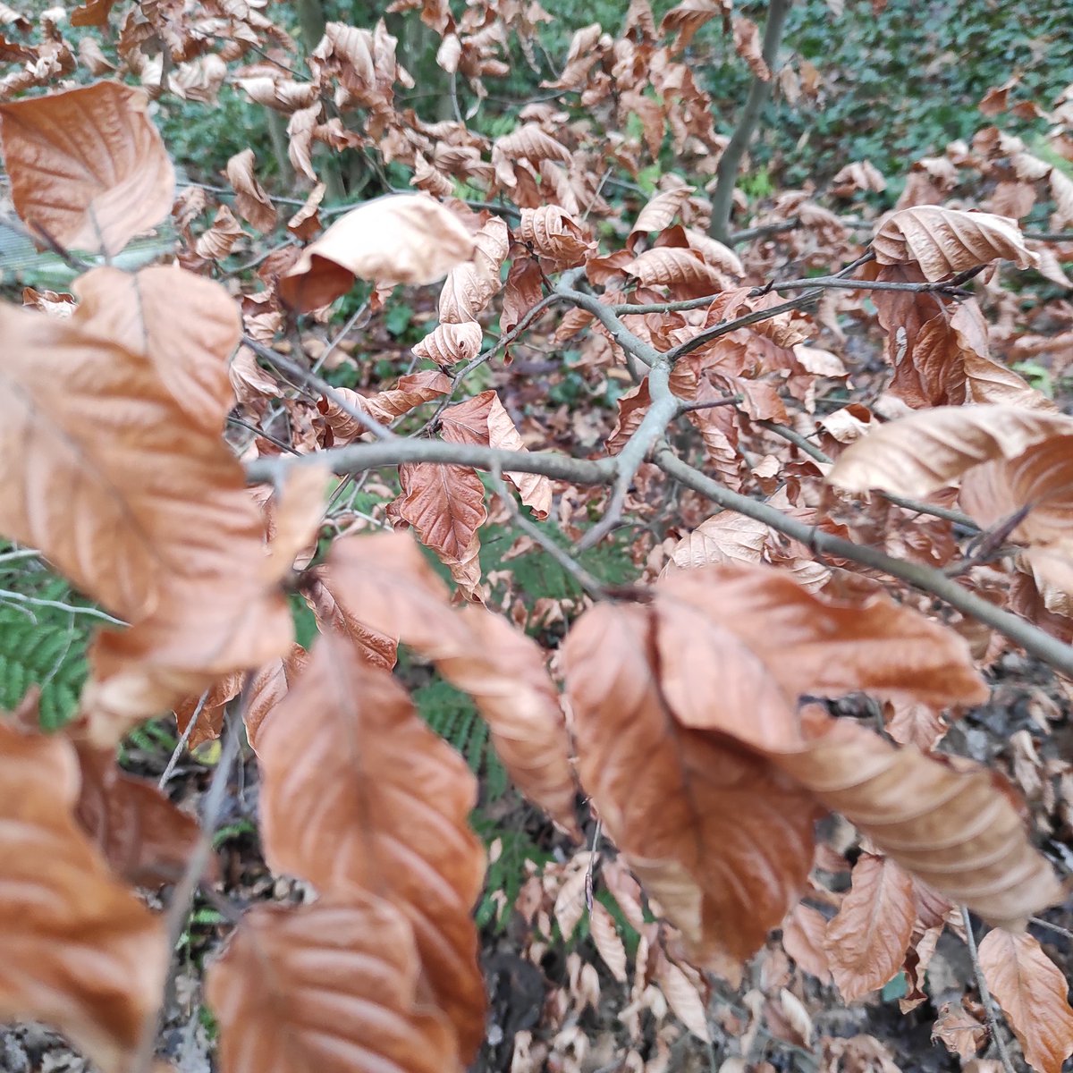 En craquant, le bois
joue une mélodie
pour l'obscurité.

#EverydayArt2024 day 365