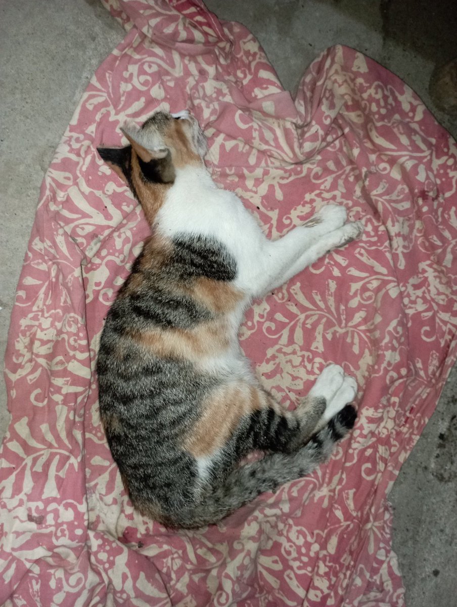 wahidariz's tweet photo. disusul sama sadaramu juga ga kiyowo
18 juni 2024 - 31 desember 2024

yaAllah sakit bgttt ini perasaan udah kaya di geruuss https://t.co/fZ3IXHv9Xe
