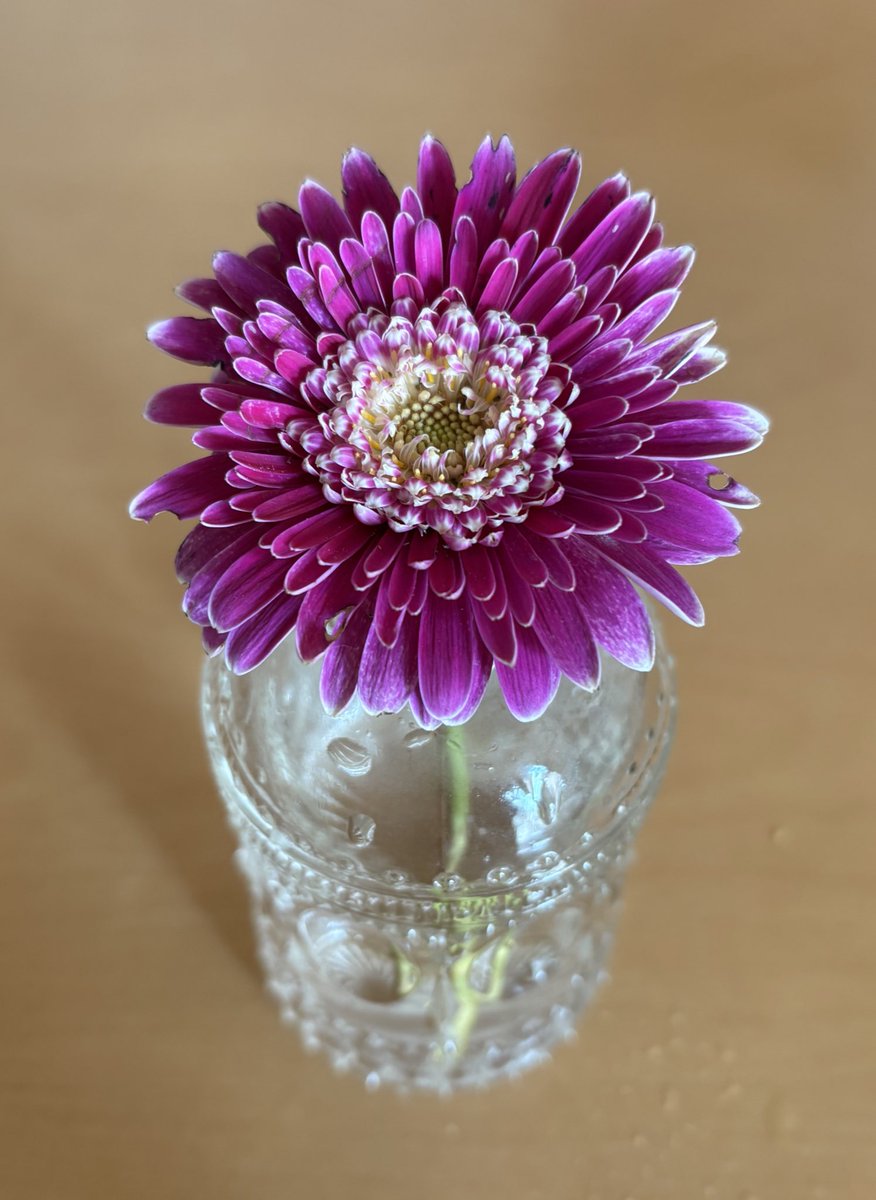 murasaki_hana_'s tweet photo. 花瓶の水を変えました
切り花にしたほうが
花もちがいいかもしれませんね
この季節だからでしょうが🤗
#GarvineaMajesticPurple 
#Gerbera #Garvinea https://t.co/1TII5at312