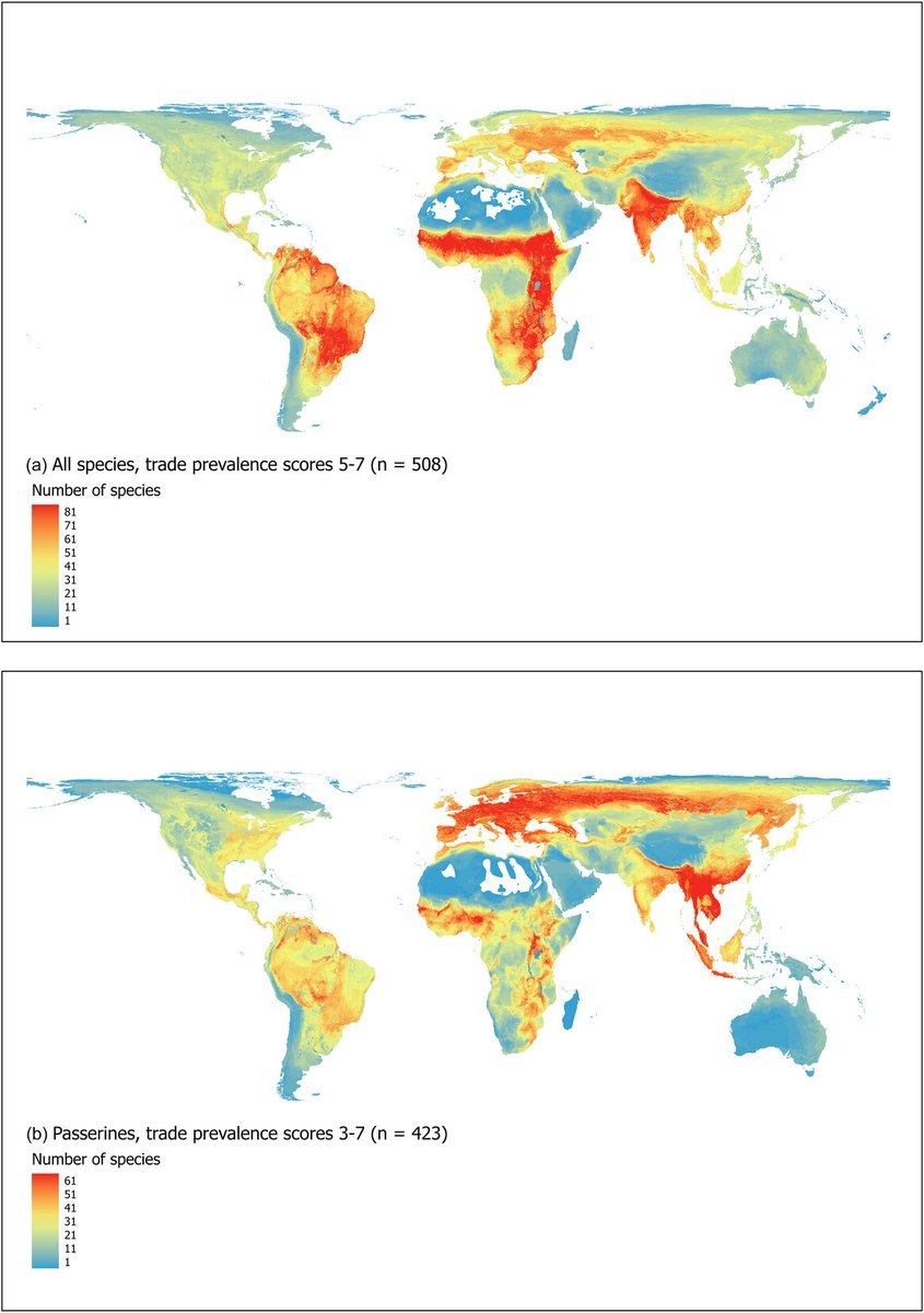 🐦‍⬛🦜Did you know that almost half of the world's #bird species are traded, with southern #Asia, #Africa, and #SouthAmerica ranking highest in the number of heavily traded species.🐦🦚 Learn more about #wildlifetrade in Donald et al's article.  doi.org/10.1111/cobi.1…

#science