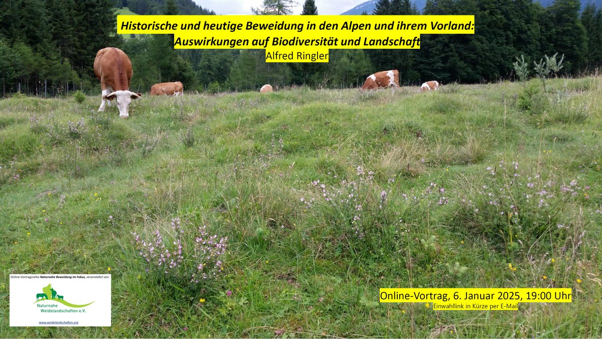 HerbertNickel's tweet image. Save the date! Der renommierte Landschaftsökologe Alfred Ringler spricht online über historische &amp;amp; heutige Beweidung in den Alpen &amp;amp; angrenzenden Regionen.

Den Link gibt es bei mir. Wer möchte, kann sich auch in den Verteiler eintragen lassen. Wir freuen uns auch über Werbung.