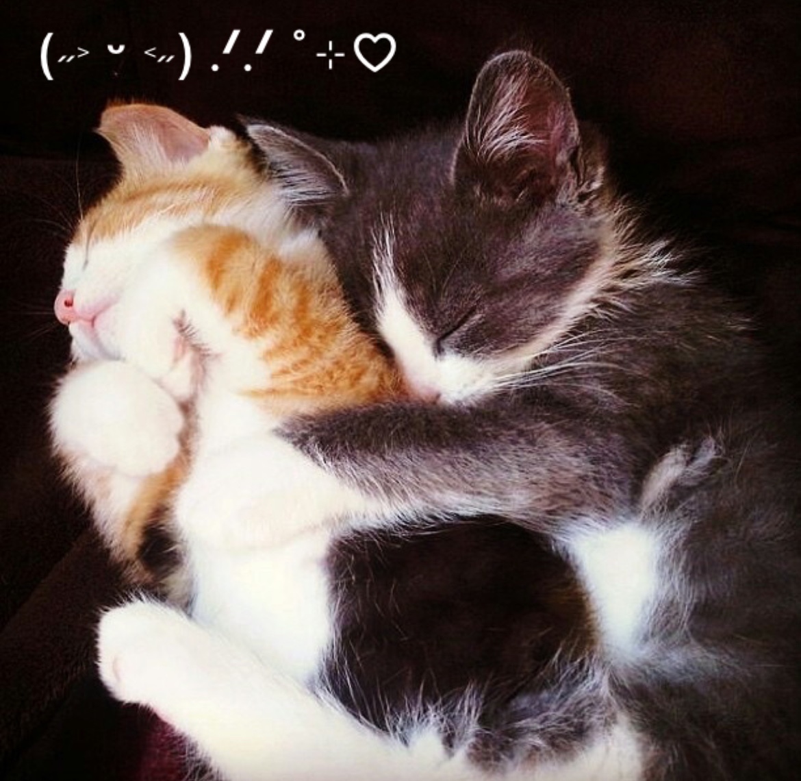 Kitty archives ♡ (@puppierz) on Twitter photo 