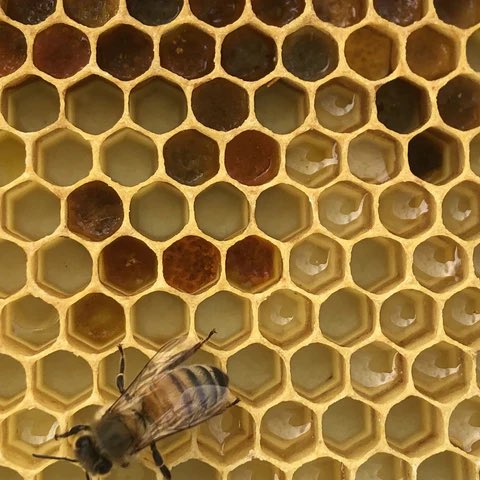 Think how much GDP would increase if humans moved into hives?