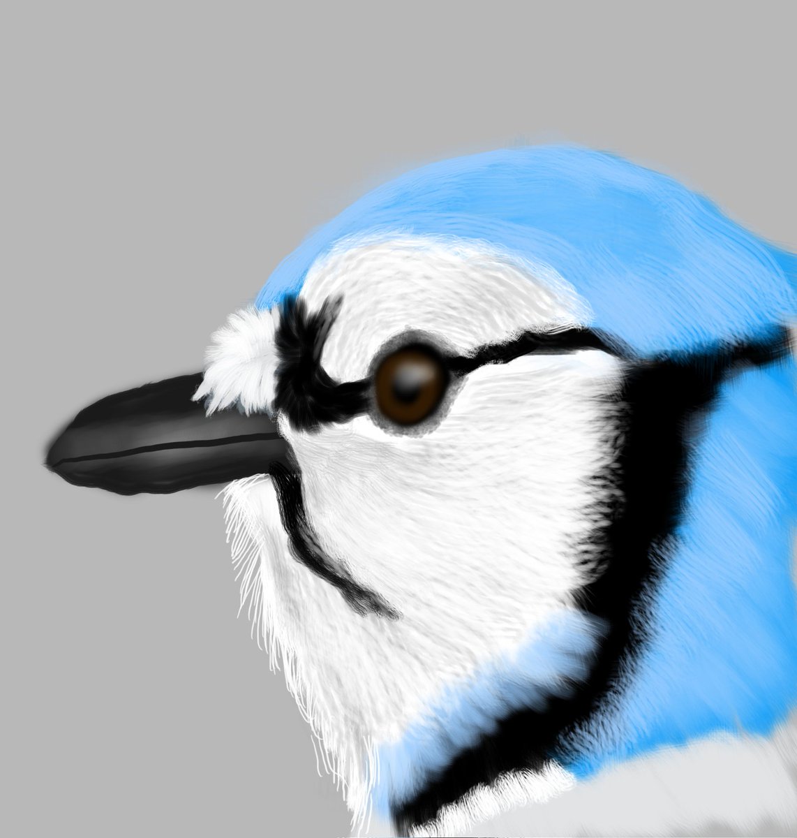 lisacandy84 ๐ซ (@artlisa84) on Twitter photo My most liked art post of this year was this bluejay I drew ๐ My most liked art post of this year was this bluejay I drew ๐