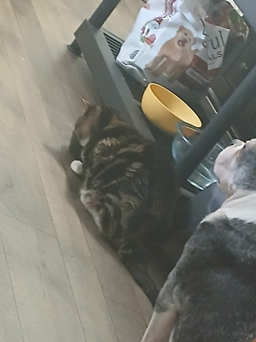 Kitty Ringo now living in Heaven tweet media