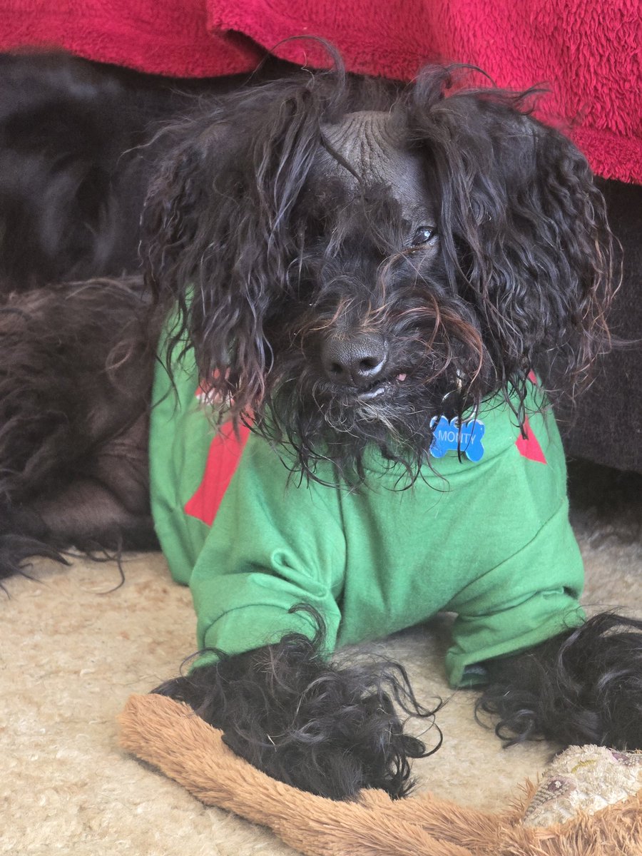 Wishing all my lovely pals a HAPPY NEW YEAR!!! Da Mummy Type sez she's sorry for not managing MY social media of late - There's been alot going on for us and our dear pals but I've been pawtroling and keeping us safe from zoms! #ZSHQ Raaa!!! X Monty <a href="/ZombieSquadHQ/">ZombieSquadHQ💖💚🧡💚🩵©</a> ❤️🩷🐽🐽🐽