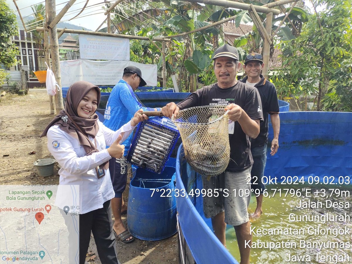 khothoh_s's tweet photo. Selasa (22/10/24) Khothoh S Luhkan Banyumas Kegiatan pendampingan Panen ikan lele sebanyak 542 kg dg harga Rp. 18.000,- per kg di Pokdakan Samak Mugi Lestari ds Gununglurah Kec Cilongok
#GiatLuhkanSatminkalTegal
#luhlapor
#banyumas https://t.co/pPn5yGcfEU