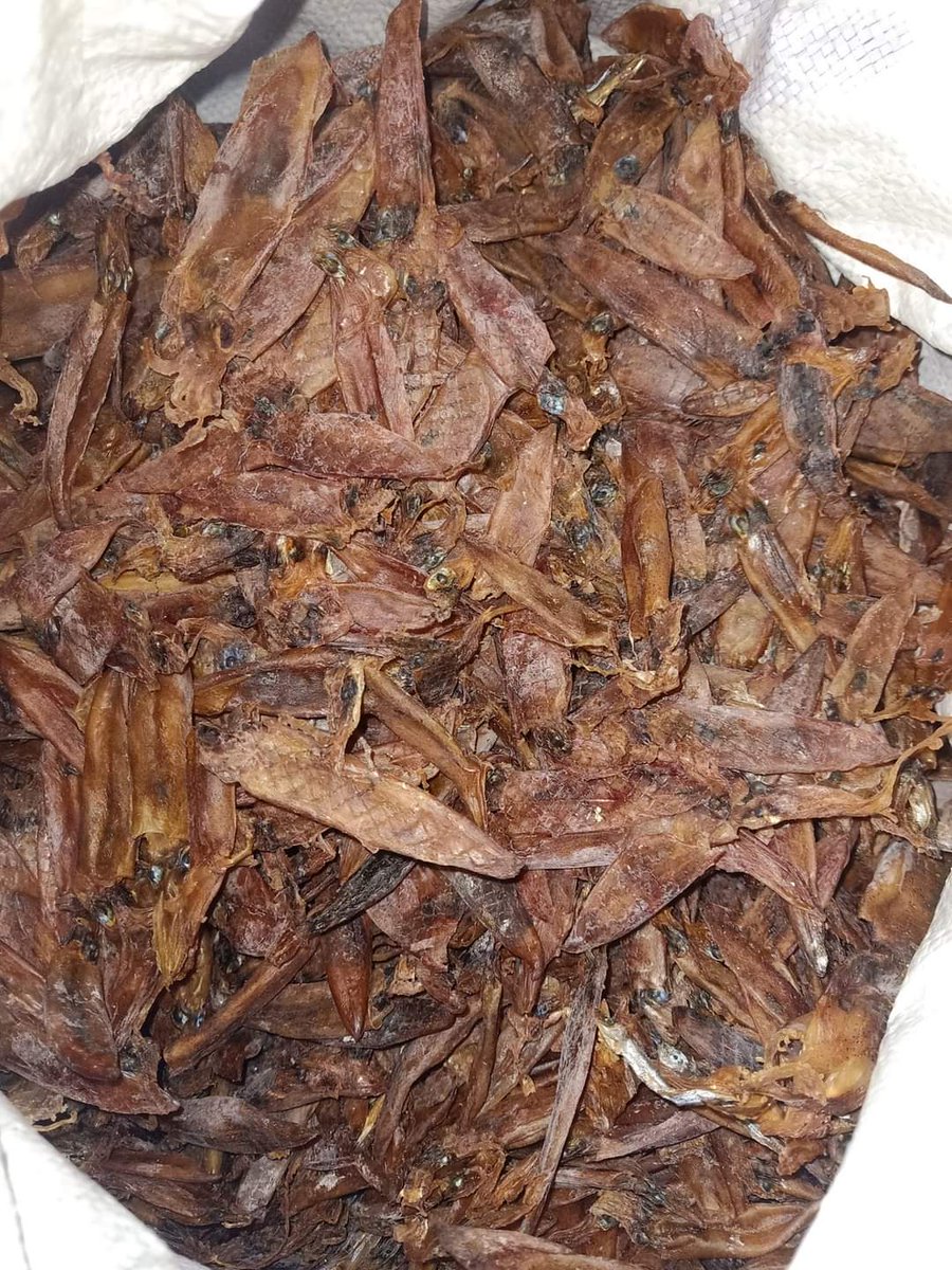 NSabidullah's tweet photo. Laporan  produksi poklahsar Mutiara Berkah desa Appatanah Kec.Bontosikuyu  ikan kering sunu sebanyak 65kg Harga 90 rb/kg dan cumi kering sebanyak 55 kg  Harga 100 rb/kg tujuan penjualan Bulukumba @BRPBAP3_Maros #Luhlapor  #Selayar https://t.co/dwUzTodKzR