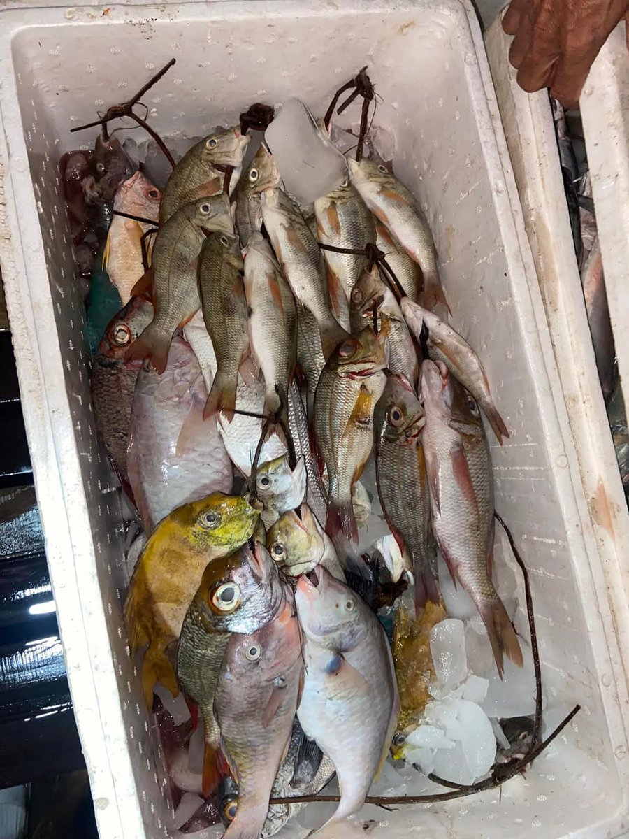 NSabidullah's tweet photo. Laporan produksi Kub Taka Tallang desa Laiyolo Kec.Bontosikuyu  Jenis ikanketambak,baronang dan kuwee Harga Rata-Rata Rp 20 rb/ikat , Api : Jaring  @BRPBAP3_Maros #luhlapor #Selayar https://t.co/2ECB3ZEjpR