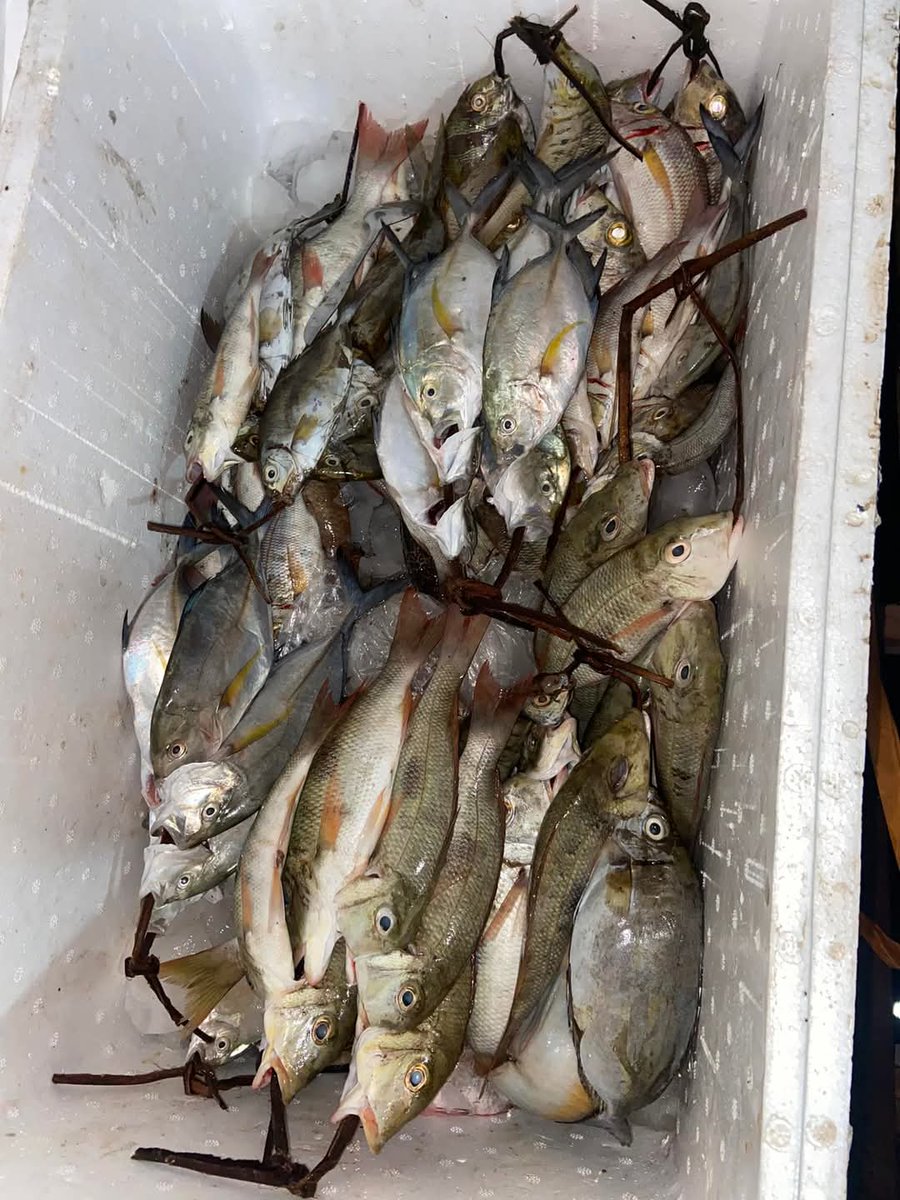 NSabidullah's tweet photo. Laporan produksi Kub Taka Tallang desa Laiyolo Kec.Bontosikuyu  Jenis ikanketambak,baronang dan kuwee Harga Rata-Rata Rp 20 rb/ikat , Api : Jaring  @BRPBAP3_Maros #luhlapor #Selayar https://t.co/2ECB3ZEjpR