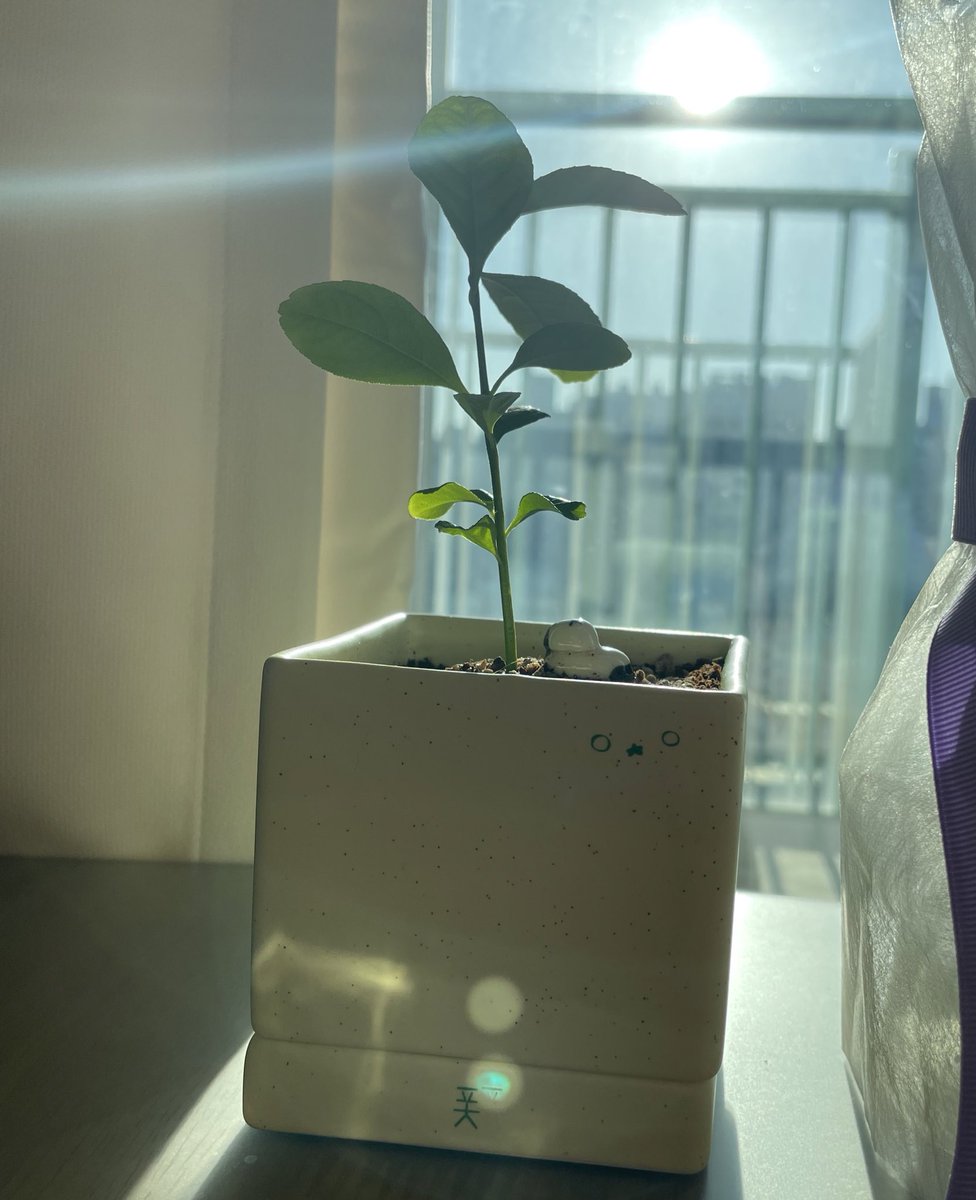 폿 화분 산거 바로 개시