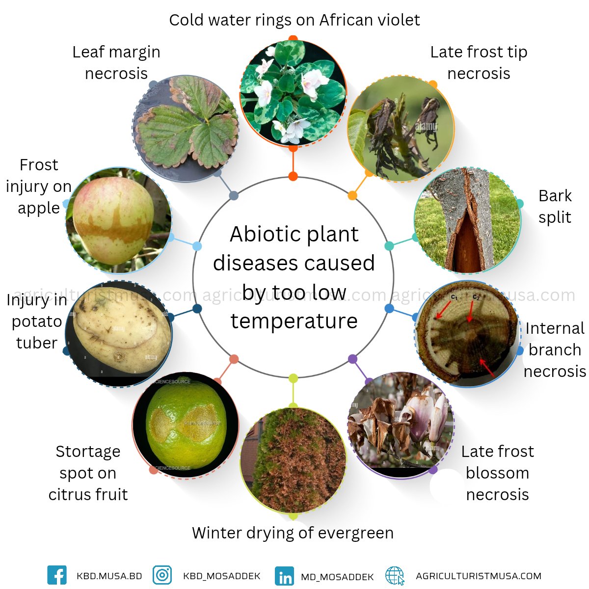 Noninfectious, or abiotic, plant diseases are plant disorders caused by non-living environmental factors rather than pathogens like bacteria, fungi, viruses, or nematodes. These diseases arise from adverse physical, chemical, or physiological conditions in the plant's environment