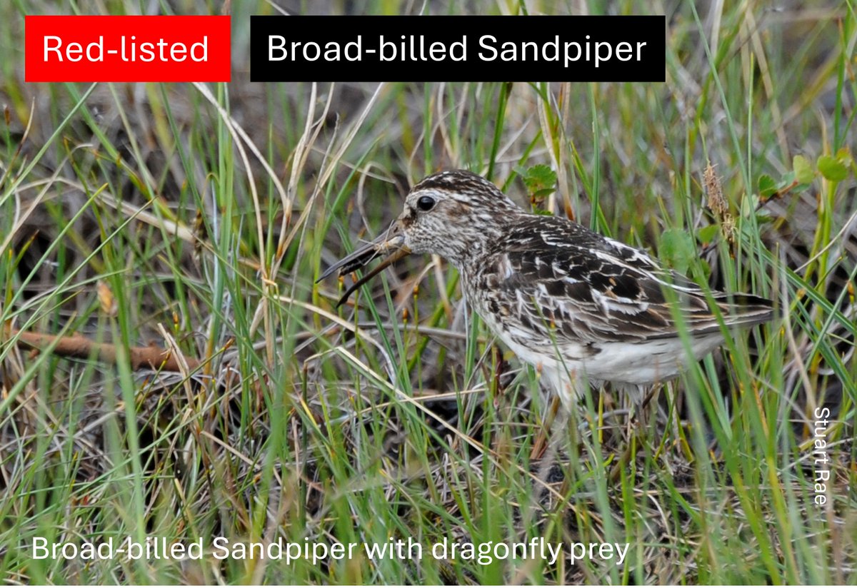 Over 18,000 people read WaderTales blogs during 2024, to learn more about shorebird research.
During the year, we lost another Curlew
wadertales.wordpress.com/2024/12/12/lea…
And added NINE shorebird species to the RED LIST
wadertales.wordpress.com/2024/12/08/bro…
#ornithology #shorebirds #waders