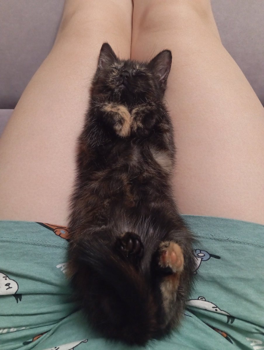 Уже давно ничего не писала, но у меня за прошлый год произошло столько всего, что прям как будто новая жизнь 
Я устроилась на новую серьезную работу, переехала в свою квартиру, готовлюсь к свадьбе и воспитываю котёнка 
Смотрите какая кысонька
Её зовут Попуррда, сокращённо Пурочка