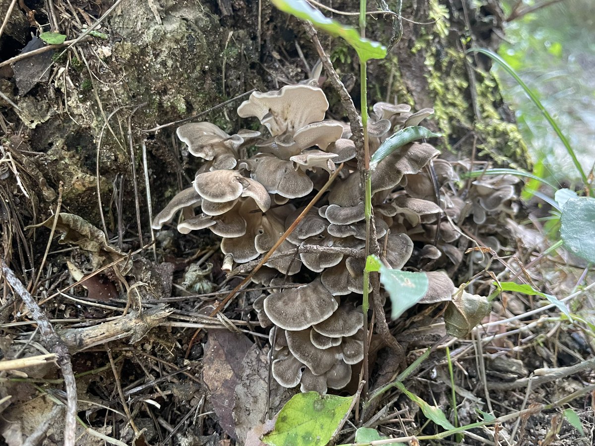 大晦日ということで今年のきのこを少し🍄🍄
10月？頃ですがなぜか舞茸がいて混乱したのが今年のいい思い出です🍄
良いお年をお迎えくださイカタケ🦑