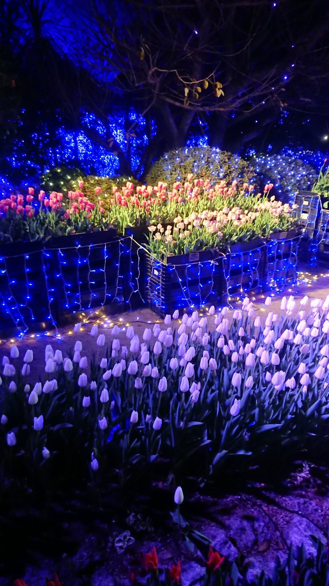 mifapoo's tweet image. 江ノ島のイルミネーション
華やかになりましたね