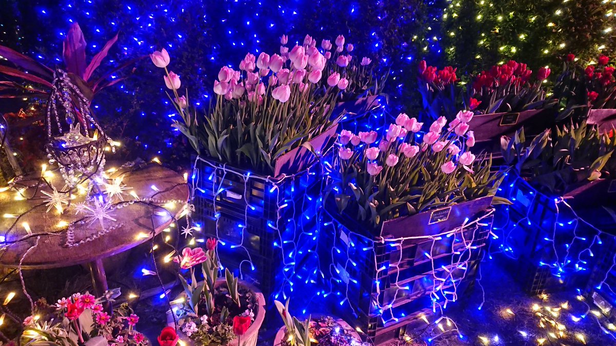 mifapoo's tweet image. 江ノ島のイルミネーション
華やかになりましたね