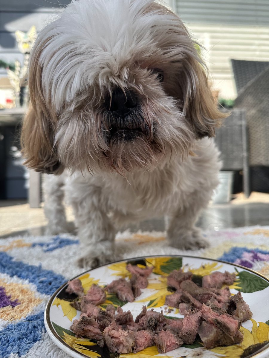 CHIPTheShihTzu's tweet photo. thank you all for the kind words & love!!!! ate steak & in-n-out pup patties today a very happy & grateful Chippo ๐ฅฉ๐๐
#Happy6 #AdoptDontShop #CHIPTheShihTzu https://t.co/XnjgfBqDK8