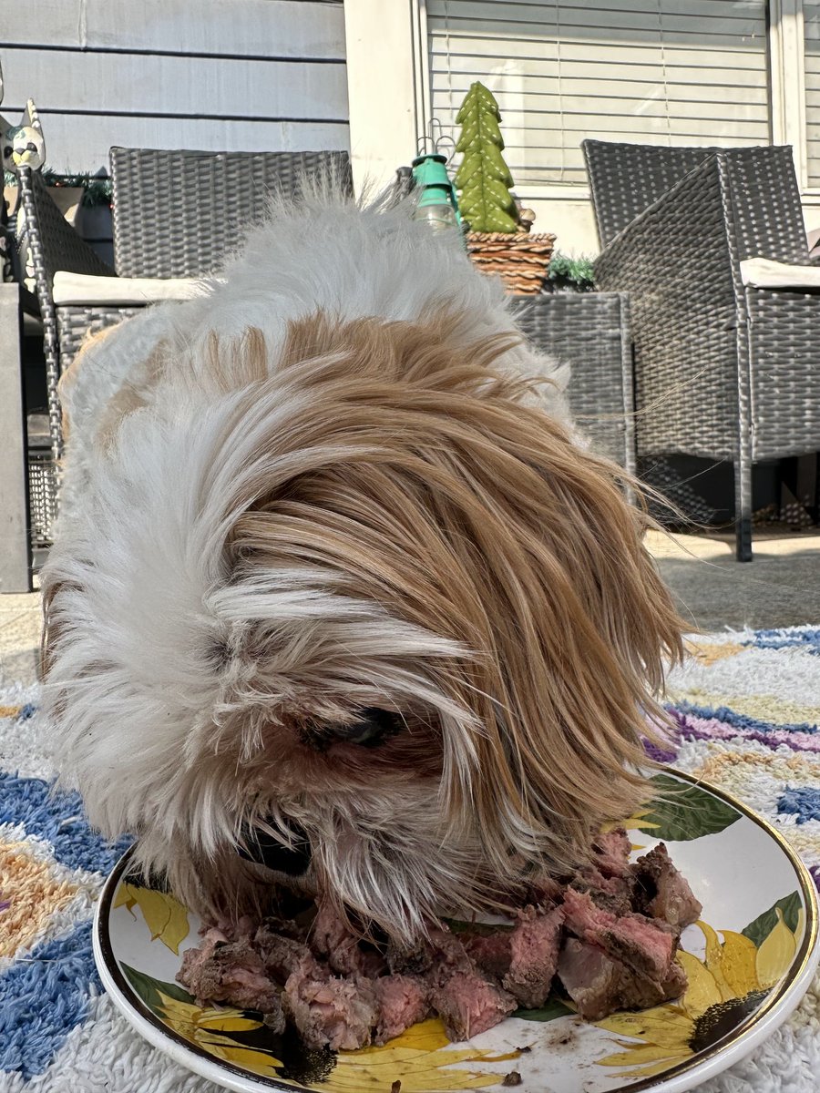 CHIPTheShihTzu's tweet photo. thank you all for the kind words & love!!!! ate steak & in-n-out pup patties today a very happy & grateful Chippo ๐ฅฉ๐๐
#Happy6 #AdoptDontShop #CHIPTheShihTzu https://t.co/XnjgfBqDK8