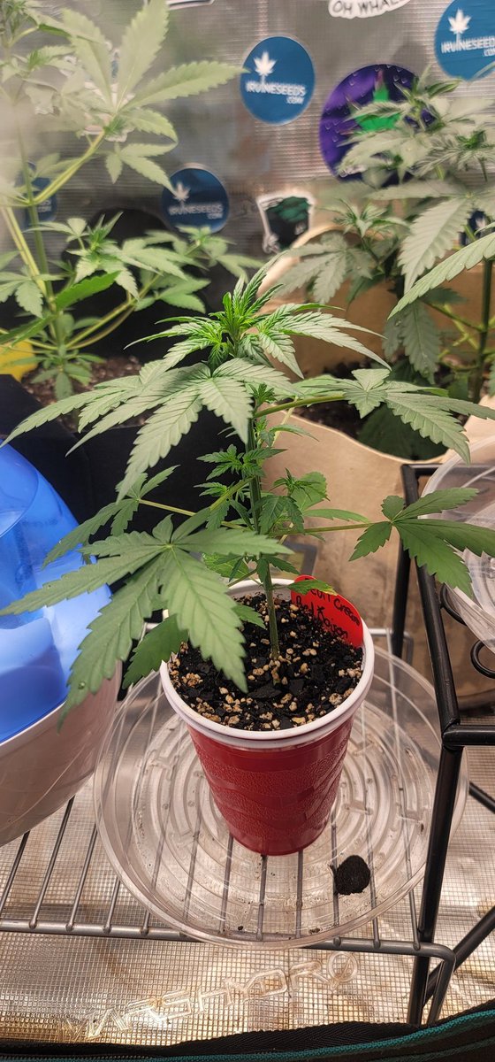 ColdAzzIsis89's tweet photo. Also in the @MarsHydroLight 2x2 โบ๏ธ
Under the #TSW2000 ๐ก
SOLO CUP AUTOFLOWERS!!!!
Purple Lemonade x Red Posion autoflower
Devil Creame x Red Posion autoflower
Genetics provided by @lemmegrowfirst ๐ฅฐ
#LGF #autoflower #onlyplants #Mmemberville #virginiaisforgrowers #plants https://t.co/LPnvCCqk3C