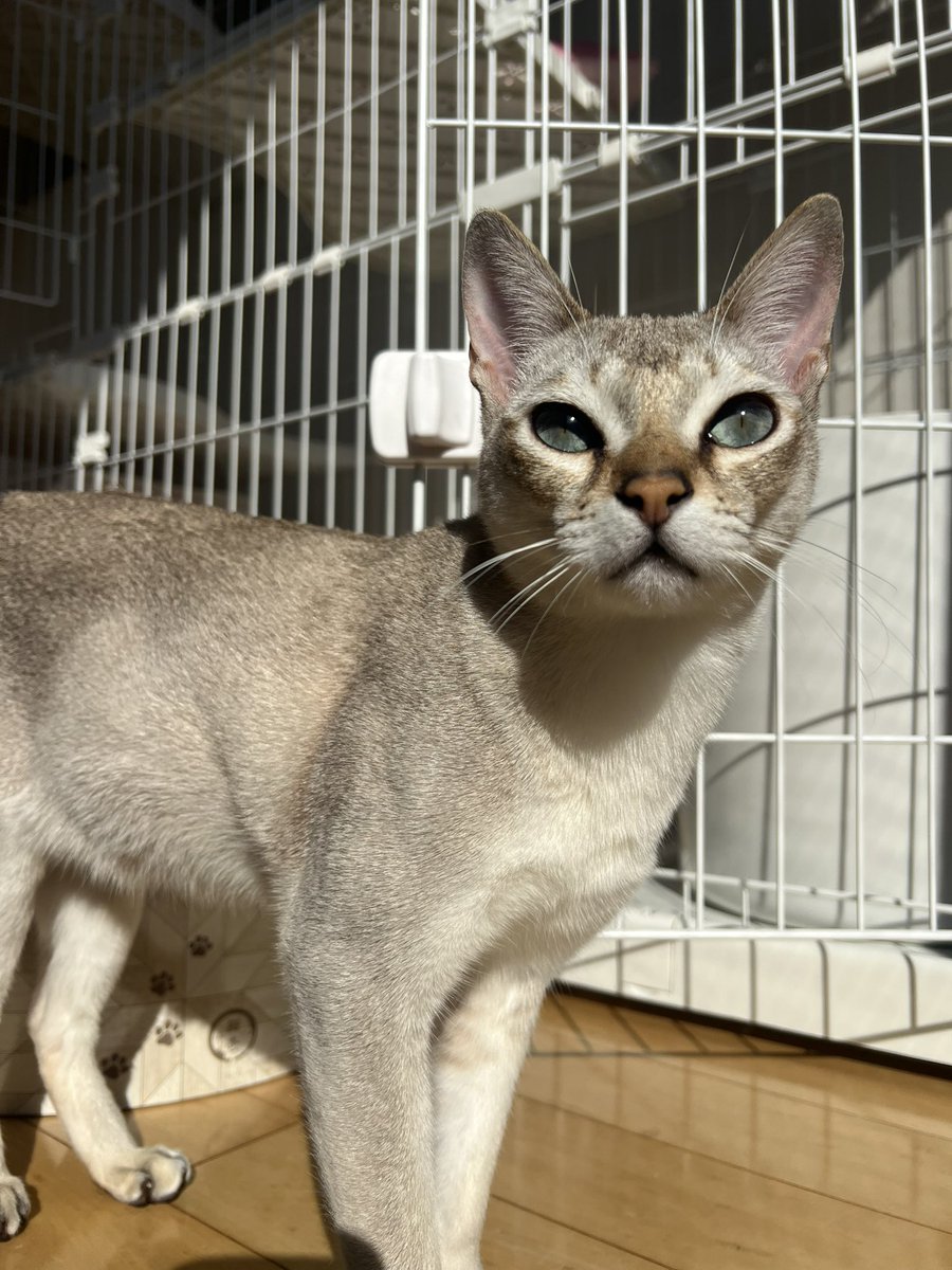 Reche_Luche_FAM's tweet photo. 綺麗な猫 https://t.co/WgMvkSIXW5