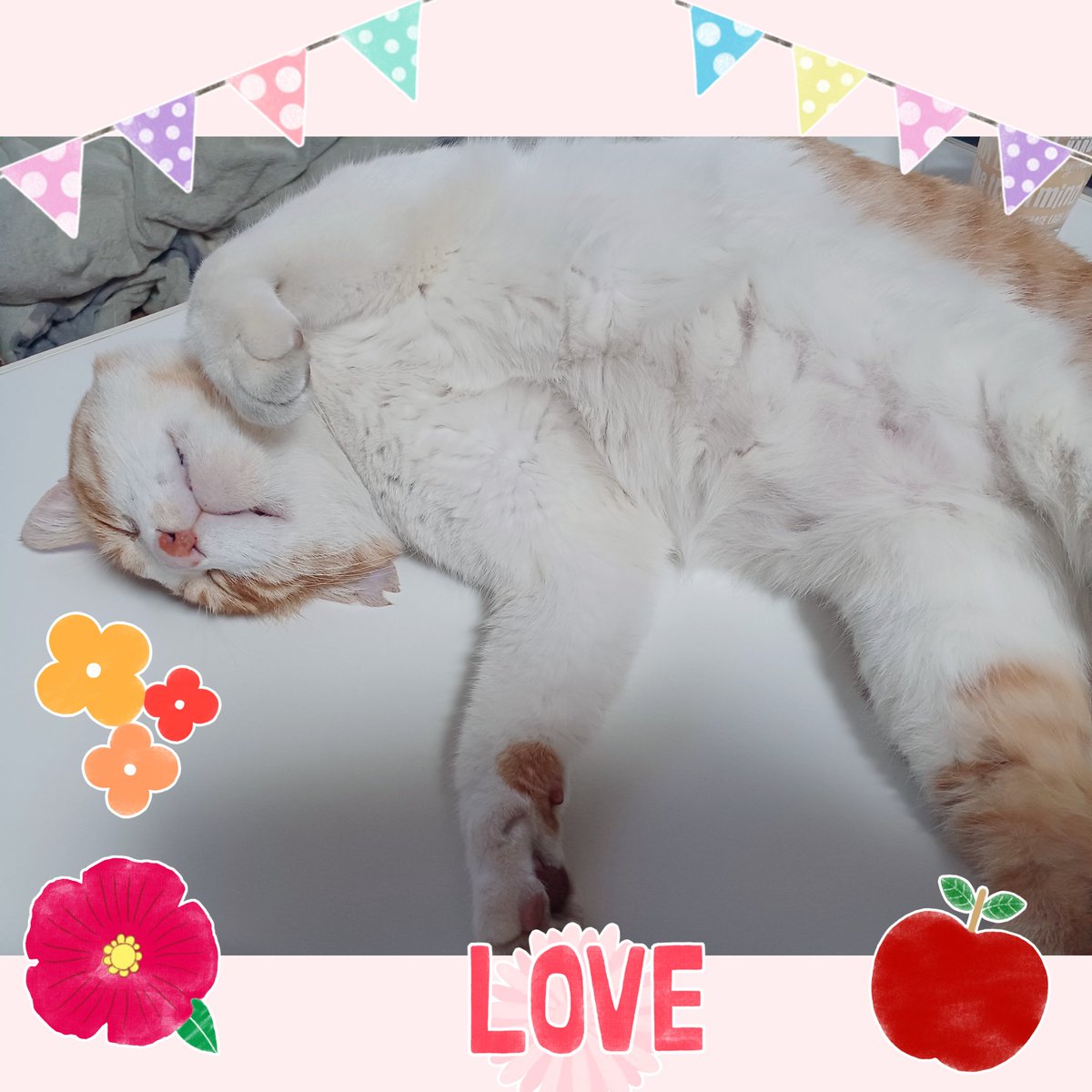pyonpyon1018's tweet photo. ぽんちゃんに似てるガチャガチャみつけて、おもわずやりまくり、なんとか、茶トラゲット!
かわいすぎるー！
#茶トラ猫 
#保護猫 https://t.co/BcDSSvgDLo